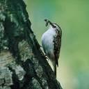 => => Tichodroma muraria =>Σβαρνίστρα