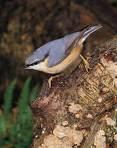 =>Βουνοδεντροβάτης =>Eurasian Treecreeper Certhia
