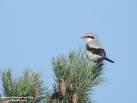 Remiz pendulinus =>Σακουλοπαπαδίτσα =>Eurasian Penduline Tit