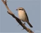 Laniidae => => Lanius isabellinus =>Ανοιχτοκίτρινος Αετομάχος