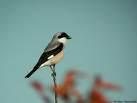 Lanius minor =>Γαϊδουροκεφαλάς =>Lesser Grey Shrike Lanius