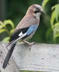Lanius nubicus =>Παρδαλοκεφαλάς =>Masked Shrike Corvidae => => Garrulus glandarius =>Κίσσα =>Eurasian Jay Pica pica =>Καρακάξα =>Black-billed Magpie Nucifraga caryocatactes =>Καρυδοσπάστης =>Spotted