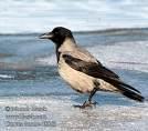 =>Μαυροψάρονο =>Spotless Starling Sturnus