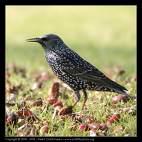 => => Passer domesticus =>Σπιτοσπουργίτης