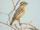 Passer moabiticus =>Μεσανατολικός Σπουργίτης =>Dead Sea Sparrow Passer montanus