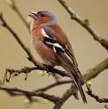 Montifringilla nivalis =>Χιονόστρουθος =>Snowfinch Fringillidae => => Fringilla coelebs =>Σπίνος