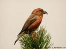 =>Φανέτο =>Common Linnet Loxia curvirostra =>Σταυρομύτης =>Common Crossbill Bucanetes githagineus