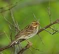 Emberiza caesia =>Σκουρόβλαχος
