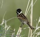 =>Yellow-breasted Bunting Emberiza