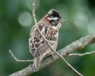 Bunting Emberiza melanocephala
