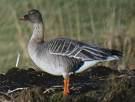 Cygnus cygnus =>Αγριόκυκνος =>Whooper Swan Anser fabalis =>Χωραφόχηνα =>Bean Goose Anser albifrons =>Ασπρομέτωπη Χήνα =>Greater White-fronted Goose Anser erythropus