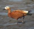 Tadorna ferruginea =>Καστανόχηνα =>Ruddy Shelduck Tadorna tadorna