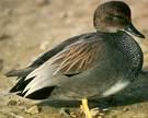 Wigeon Anas strepera =>Καπακλής =>Gadwall Anas crecca =>Κιρκίρι