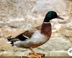 Anas acuta =>Σουβλόπαπια =>Northern Pintail Anas querquedula