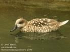 Anas clypeata =>Χουλιαροπάπια =>Northern Shoveler Marmaronetta angustirostris =>Στικτόπαπια =>Marbled Duck Netta rufina =>Φερεντίνι =>Red-crested Pochard Aythya ferina =>Γκισάρι =>Common Pochard