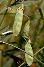 vulgaris