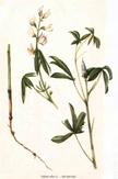 laxiflorus