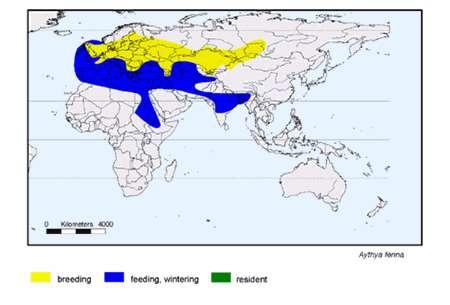 14. Κυνηγόπαπια Aythya ferina Γεωγραφική εξάπλωση Ευρώπη, Ασία,