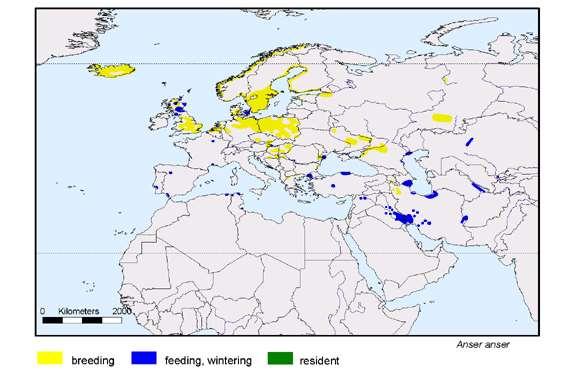 2. Σταχτόχηνα Anser anser Γεωγραφική εξάπλωση Ευρώπη, Ασία Ελλάδα: το χειμώνα