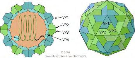 σχηματίσουν το προκαψίδιο [(VP0, VP3,VP1) 5 ] 12.