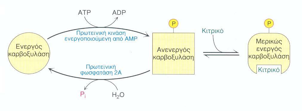 καρβοξυλάση του Ac-CoA Επιπλέον ρύθμιση (+) θετικά ινσουλίνη κιτρικό οξύ (-) αρνητικά Γλυκαγόνη, επινεφρίνη παλμιτοϋλο_coa ΑΜΡ 1_Ολική ρύθμιση Αντιστρεπτή φωσφορυλίωση Μακροχρόνιος έλεγχος (απόκριση