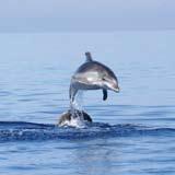 All about dolphins!
