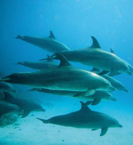 The Year of the Dolphin gives me the opportunity to renew my firm com mitment towards protecting marine biodiversity.