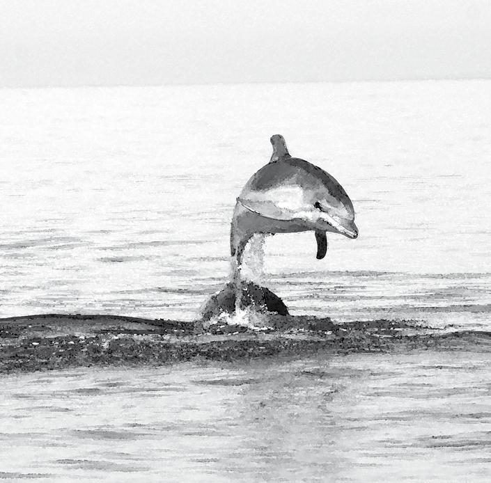 CONTENTS Messages on dolphins...6 Dolphin Dictionary...8 Dolphins Our Friends!...9 Delphine unsere Freunde!
