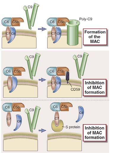 κυττάρων. Κατά ανάλογο τρόποη πρωτεΐνη S δεσμεύει τον παράγοντα C7 εις τρόπον ώστε να μην δύναται να εισέλθει στην λιπιδιακή κυτταρική μεμβράνη και ο σχηματισμός του MAC ακυρώνεται.