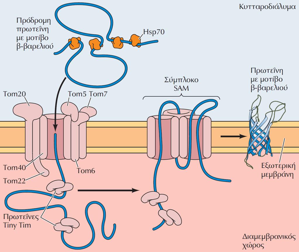 Άλλες περιπτώσεις μετατόπισης μιτοχονδριακών πρωτεϊνων Οι πρωτεϊνες της ΕΞΩΤΕΡΙΚΗΣ