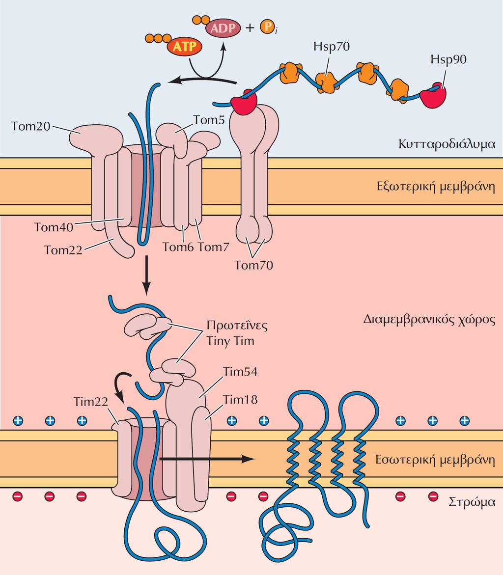 2. Η εισαγωγή των πρωτεϊνών της Eσωτερικής μεμβράνης -Πολλές πρωτεϊνες της ΕΣΩΤΕΡΙΚΗΣ ΜΕΜΒΡΑΝΗΣ είναι πολυτοπικές και μεταφέρουν ή ανταλλάσουν: μεταβολίτες, νουκλεοτίδια & ιόντα μεταξύ Μιτοχονδρίων