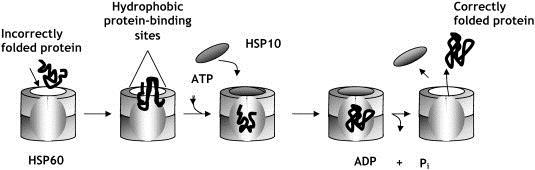 proteina. Hidrolizuju ATP.