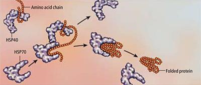 Protein Hsp70 ima ATP-aznu aktivnost i vrši hidrolizu ATP-a u ADP, podležući konformacionoj promeni koja mu omogućava da se čvršće veže za ciljni protein.