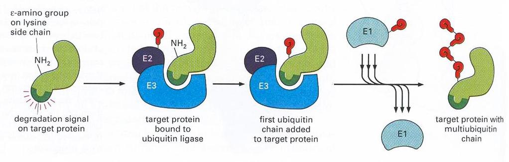 Ubikvitin-proteazomski sistem Ubikvitin-proteozomski sistem sastoji se od mnogo različitih proteolitičkih puteva, koji imaju protein E1 na početku i proteazom na kraju