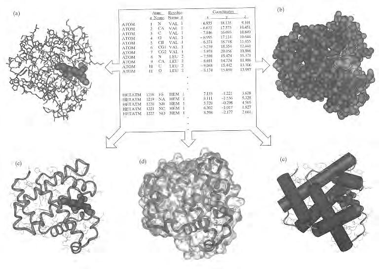Prikazivanje 3-D strukture proteina: