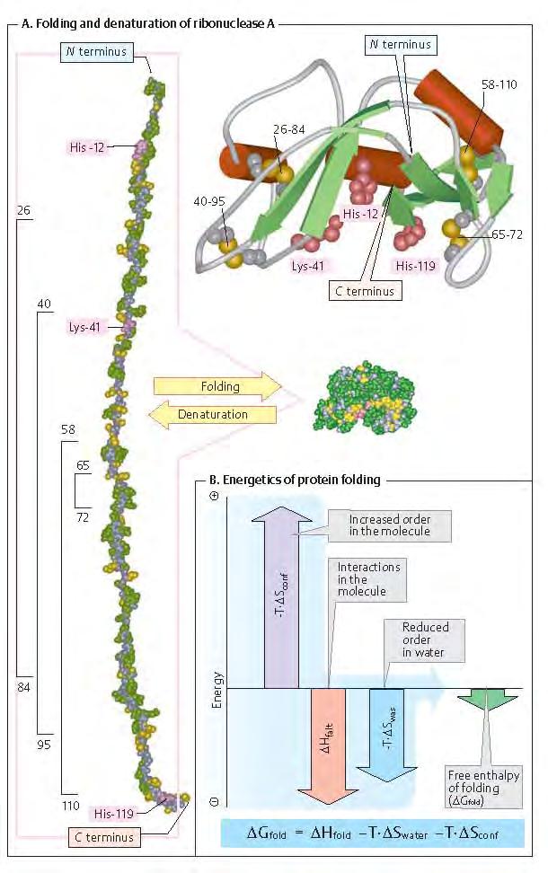 Konformaciona stabilnost: ΔG između nativne i razvijene koformacije u vodi (vodenom sredini/puferu) K = [N]/[D] K>1 RTlnK = ΔG total ΔG total <0 ΔG total = ΔH niz (TΔS