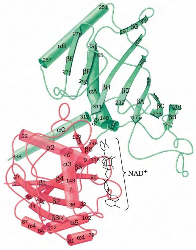 Domeni Domeni su strukturni i/ili funkcionalni moduli unutar jednog proteina
