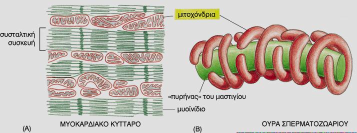 Η σημαντικότητα των μιτοχονδρίων: η θέση & ο αριθμός τους - Ι - Αποτελούν τη κύρια πηγή ενέργειας για τη λειτουργία & βιωσιμότητα των κυττάρων - Δεν είναι στατικά: συνεχώς συνενώνονται & διαιρούνται