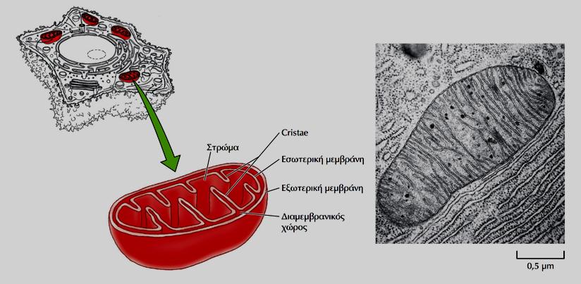 ΟΡΓΑΝΩΣΗ & ΛΕΙΤΟΥΡΓΙΑ ΤΩΝ ΜΙΤΟΧΟΝΔΡΙΩΝ - Ι Ι. Σχηματική αναπαράσταση ΙΙ.
