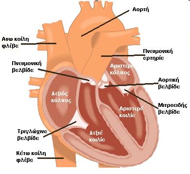 Καρδιά 4 Κοιλότητες 2 κόλπους χώροι λήψης αίματος (δεξιά και