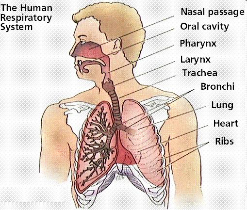 Αναπνευστικό σύστημα Ανατομία των Πνευμόνων Βάρος: 1 kg