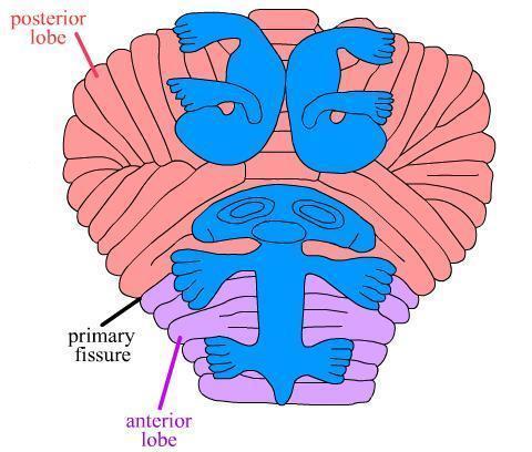 9 Fig. 4. Căile de conducere ale sensibilităţii proprioceptive inconştiente (spinocerebeloase).