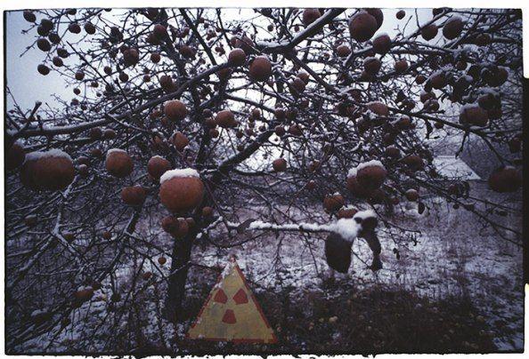 Δεκέμβριος 1989: Μολυσμένα από ραδιενέργεια μήλα παραμένουν στα δέντρα μέσα στην