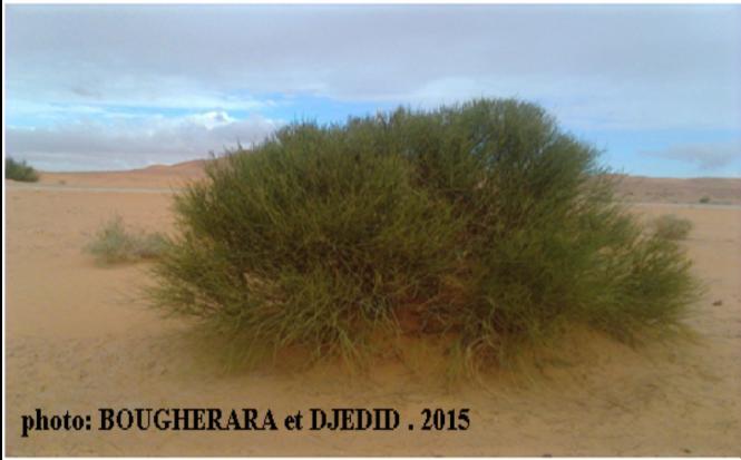 الفصل : التاني المواد والطرق : نبات العمندة ب..L Ephedra alata العلندة ىي نبات ثنائي ادلسكن تتميز بأغصاف كأفرع متخشبة تتفرع منها أفرع حديثة خضراء تنقسم األفرع احلديثة إىل سبلميات ؽلكن فصلها عن بعضها.