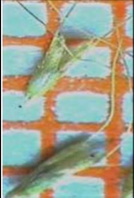 الفصل : التاني المواد والطرق 2.4.1. الوصف النباتي : أ. ذيل الفار Desf. : Polypogon monspeliensis L.