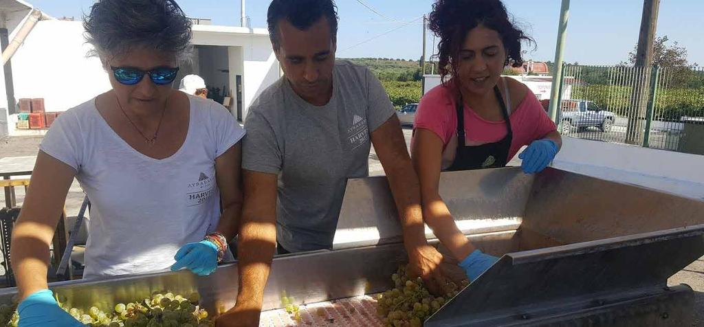 Δαφνί Το Δαφνί τρυγήθηκε σε πλήρη ωρίμανση (22 Σεπτεμβρίου) διατηρώντας την