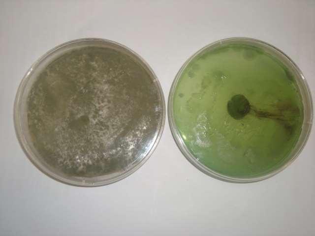 الصورة )6( تقويم كفاءة البكتريا Pseudomonas fluorescens في تثبيط النمو الشعاعي للفطر.A niger و الفطر Penicillium في حالة المزج مع الوسط الزرعي 3 PDA : معاملة البكتريا ( بتركيز.