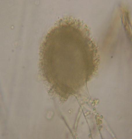 oryzae منماة على وسط PDA 30