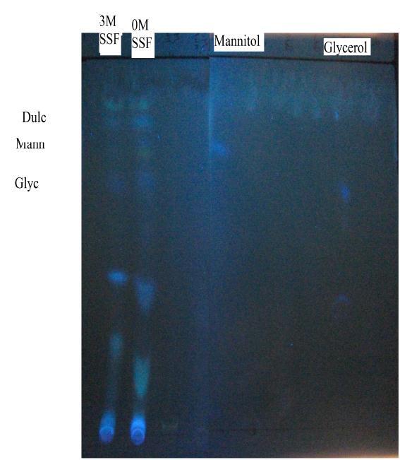 أ) 3M 0M Mannitol Glycerol Glycerol 0M 3M 0M 3M SSF SSF MNM MNM SSF SSF