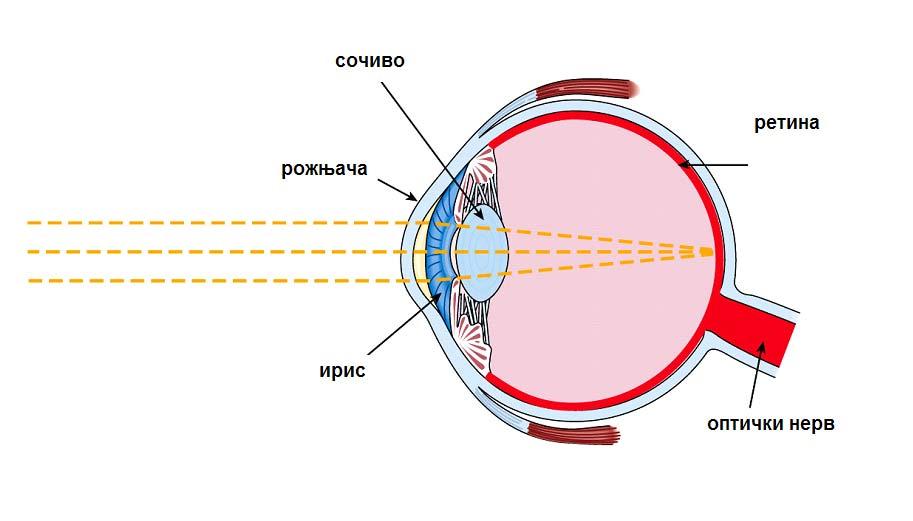 1/18/2010 35 Регистровање боја: Постоје две врсте рецептора виђења: штапићи и чепићи. Они су смештени у ретини.